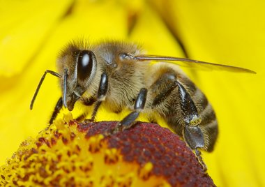 2016-02-26-conference-abeilles-lamastre.jpg