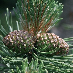 2020-07-17-conference-forets-sapins.jpg