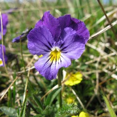 2021-05-29-sortie-decouverte-fleurs.jpg