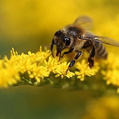 2021-06-12-balade-mezenc-pollen.jpg