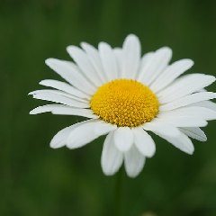 2021-06-26-sortie-decouverte-fleur.jpg