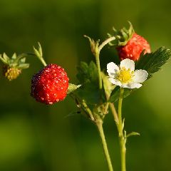 2021-07-17-sortie-nature-plantes.jpg