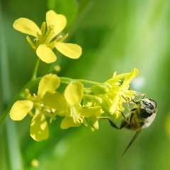 2022-07-20-atelier-plantes.jpg