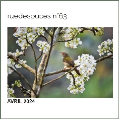 2024-04-15-ruedespuces.jpg